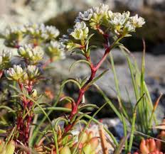 Attēlu rezultāti vaicājumam “Scleranthus perennis”