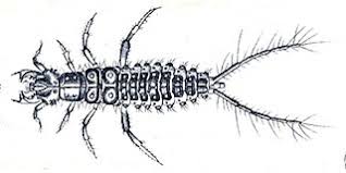 Attēlu rezultāti vaicājumam “Loricera pilicornis”
