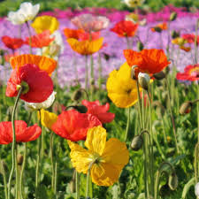 Image result for Papaver nudicaule