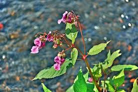 Image result for Impatiens glandulifera