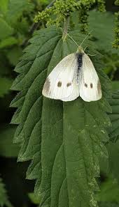 Attēlu rezultāti vaicājumam “Pieris rapae”