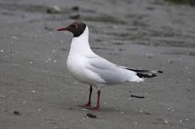 Attēlu rezultāti vaicājumam “Larus ridibundus eggs”