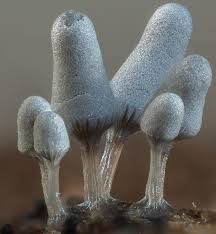 Attēlu rezultāti vaicājumam “Arcyria cinerea”