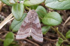 Attēlu rezultāti vaicājumam “Orthosia opima”