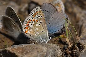 Attēlu rezultāti vaicājumam “Aricia artaxerxes  female”