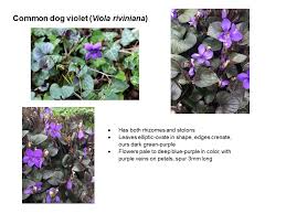Attēlu rezultāti vaicājumam “Viola riviniana fruit”