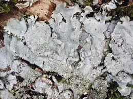 Attēlu rezultāti vaicājumam “Parmelia serrana”