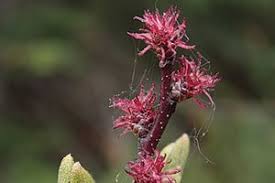 Attēlu rezultāti vaicājumam “Myrica gale”