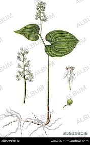 Attēlu rezultāti vaicājumam “Maianthemum bifolium”