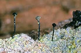 Attēlu rezultāti vaicājumam “Chaenotheca trichialis”