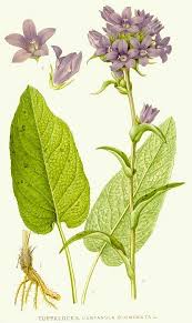 Attēlu rezultāti vaicājumam “Campanula glomerata leaf”