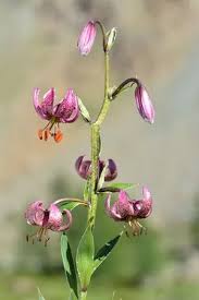 Image result for Lilium martagon `Chameleon`