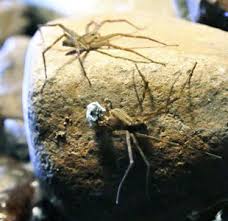 Attēlu rezultāti vaicājumam “Pisaura mirabilis male”