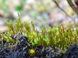 Attēlu rezultāti vaicājumam “Pohlia nutans sporophyte”