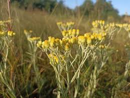 Attēlu rezultāti vaicājumam “Helichrysum arenarium”