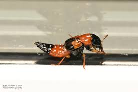 Attēlu rezultāti vaicājumam “Oxyporus”