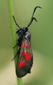 Attēlu rezultāti vaicājumam “Zygaena viciae”