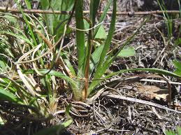 Attēlu rezultāti vaicājumam “Luzula multiflora”