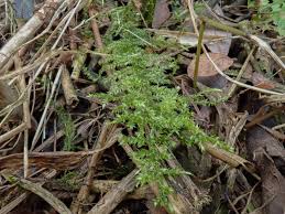 Attēlu rezultāti vaicājumam “Oxyrrhynchium hians var. rigidum macro”