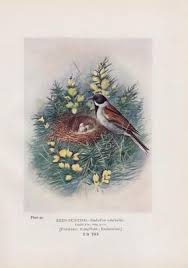 Attēlu rezultāti vaicājumam “Emberiza schoeniclus eggs”