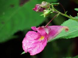 Attēlu rezultāti vaicājumam “Impatiens glandulifera fruit”