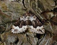 Attēlu rezultāti vaicājumam “Lampropteryx suffumata”