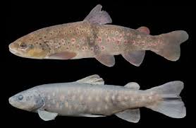 Image result for Salmo ezenami