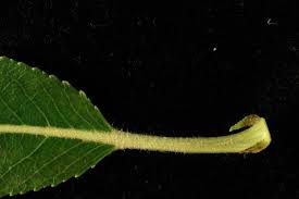 Attēlu rezultāti vaicājumam “Salix daphnoides subsp. acutifolia bud”