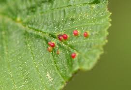 Attēlu rezultāti vaicājumam “Eriophyes laevis”