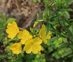 Attēlu rezultāti vaicājumam “Oenothera biennis bud”