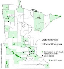 Attēlu rezultāti vaicājumam “Draba nemorosa fruit”