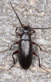 Attēlu rezultāti vaicājumam “Alleculidae”