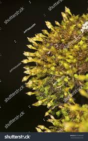 Attēlu rezultāti vaicājumam “Ulota crispa”