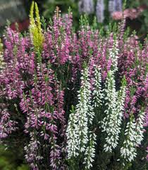 Attēlu rezultāti vaicājumam “Calluna vulgaris flower”