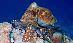 Image result for Leeds Free Divers Octopush Club