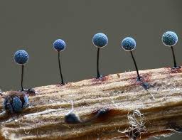 Attēlu rezultāti vaicājumam “Lamproderma nigrescens macro”