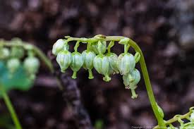 Attēlu rezultāti vaicājumam “Orthilia secunda”