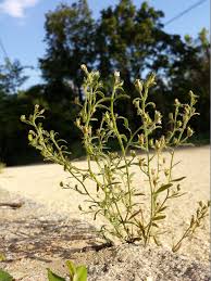 Attēlu rezultāti vaicājumam “Microrrhinum minus leaf”