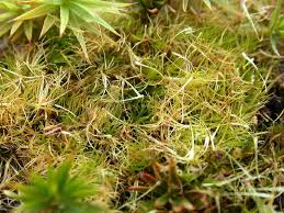 Attēlu rezultāti vaicājumam “Campylopus pyriformis sporophyte”