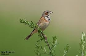 Image result for Emberiza fucata