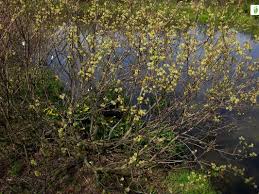 Attēlu rezultāti vaicājumam “Salix aurita flower”
