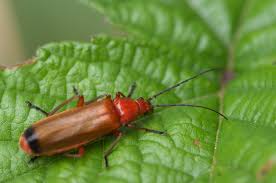 Attēlu rezultāti vaicājumam “Rhagonycha fulva”