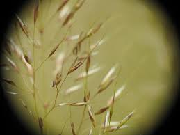 Attēlu rezultāti vaicājumam “Trisetum flavescens flower”