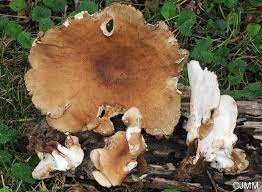 Attēlu rezultāti vaicājumam “Polyporus melanopus”