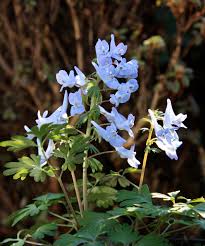 Attēlu rezultāti vaicājumam “Corydalis intermedia flower”