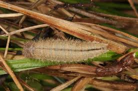 Attēlu rezultāti vaicājumam “Erebia ligea underside”