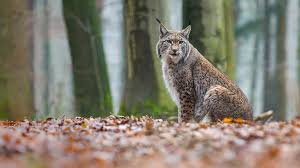 Afbeeldingsresultaat voor lynx