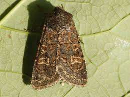 Attēlu rezultāti vaicājumam “Tholera cespitis”