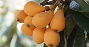 Attēlu rezultāti vaicājumam “Libanotis montana fruit”