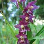 Attēlu rezultāti vaicājumam “Epipactis atrorubens fruit”